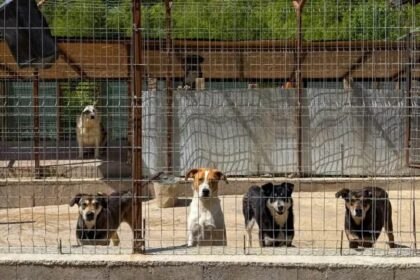 Volunteers Spend Hundreds Weekly on Abandoned Dogs in Cyprus