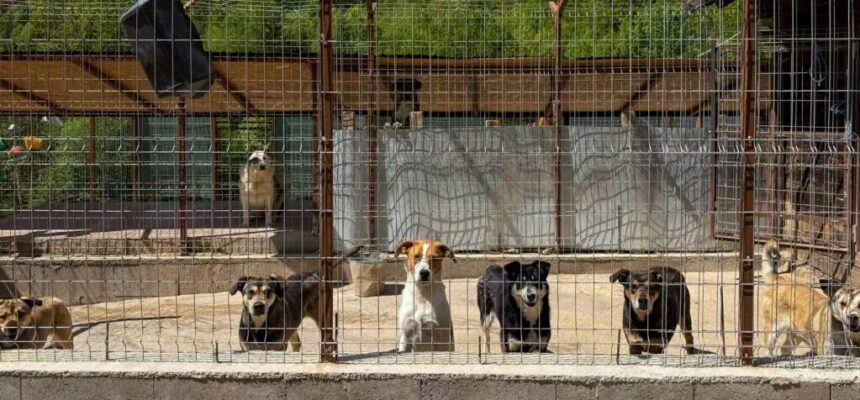 Volunteers Spend Hundreds Weekly on Abandoned Dogs in Cyprus