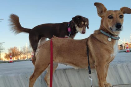 Avoid Separation Anxiety with a Trusted Pet Babysitter