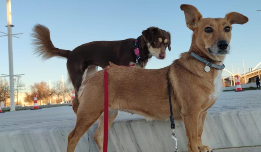 Avoid Separation Anxiety with a Trusted Pet Babysitter