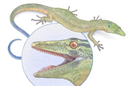Breugnathair elgolensis: A Jurassic Reptile with Snake and Lizard Traits