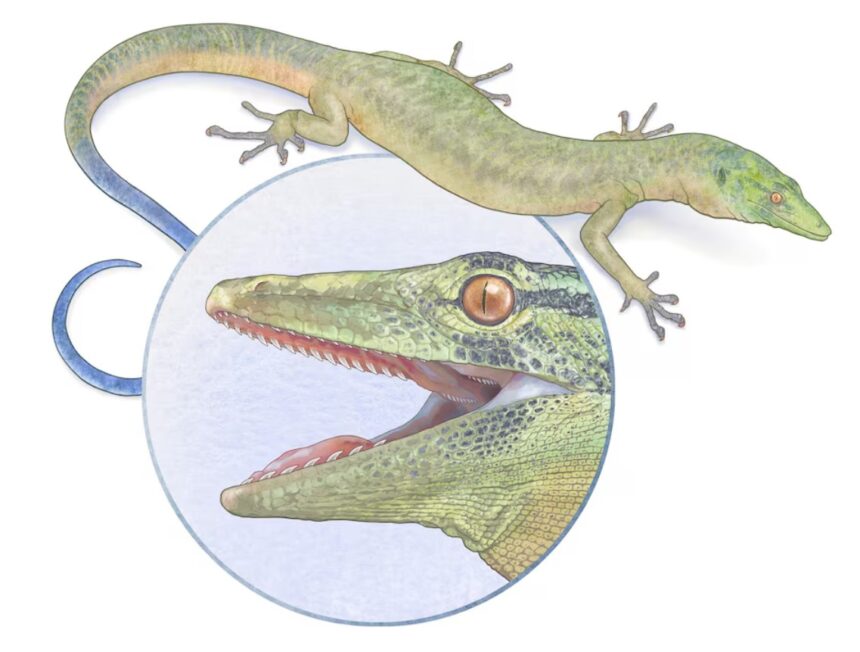 Breugnathair elgolensis: A Jurassic Reptile with Snake and Lizard Traits