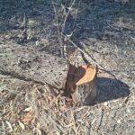 Concerns Raised Over Tree Management in Nicosia's Academy Forest Park