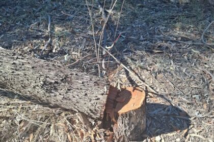 Concerns Raised Over Tree Management in Nicosia's Academy Forest Park