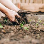 Vertical Gardens Initiative Launches in Nicosia