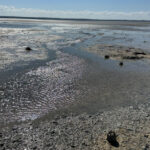 Terra Cypria Highlights Environmental Threats to Akrotiri Wetland