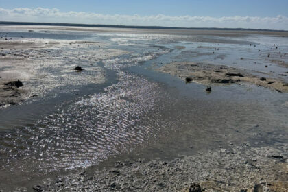 Terra Cypria Highlights Environmental Threats to Akrotiri Wetland