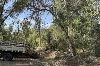 Akademias Park Faces Unprecedented Tree Removal