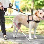 Service Dogs Access Public Transport Legislation
