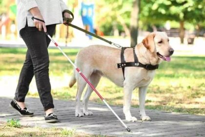 Service Dogs Access Public Transport Legislation