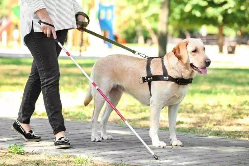 Service Dogs Access Public Transport Legislation