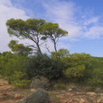 Drought Threatens Cyprus' Ancient Forests