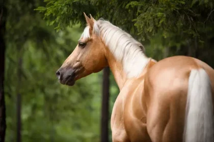 Cypriot Rescue Team Frees Horse from Drain