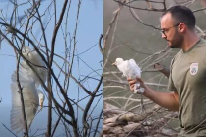 Heron Rescued by Forestry Department in Athalassa Park