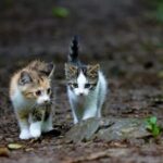 Police Investigate Reports of Cat Consumption in Nicosia