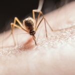 Innovative Malaria Vaccine Brings New Hope for Mothers and Babies in Africa