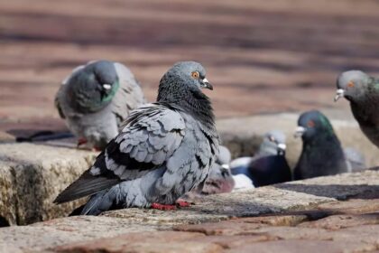 Limassol Man Appeals for Pigeon Feeding Budget