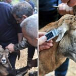 Mouflon Released with Satellite Tracking at Stavros tis Psokas