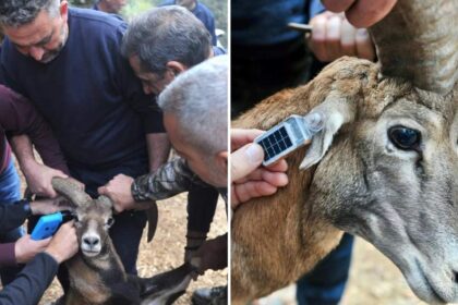 Mouflon Released with Satellite Tracking at Stavros tis Psokas