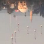 Flamingos Arrive in Cyprus Amidst Population Concerns