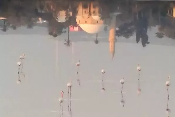 Flamingos Arrive in Cyprus Amidst Population Concerns