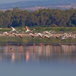 BirdLife Cyprus Demands Inquiry into Pollution and Flamingo Decline in Akrotiri Wetlands