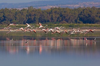 BirdLife Cyprus Demands Inquiry into Pollution and Flamingo Decline in Akrotiri Wetlands