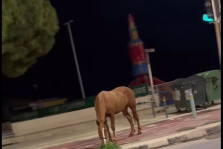 Unattended Horse Causes Alarm on Protaras Roads
