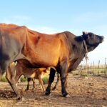 Cyprus cows: Cyprus' Cows Celebrated in The World Shrinks Documentary
