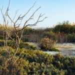 Akrotiri Wetlands Face Decline Amidst Development Pressures