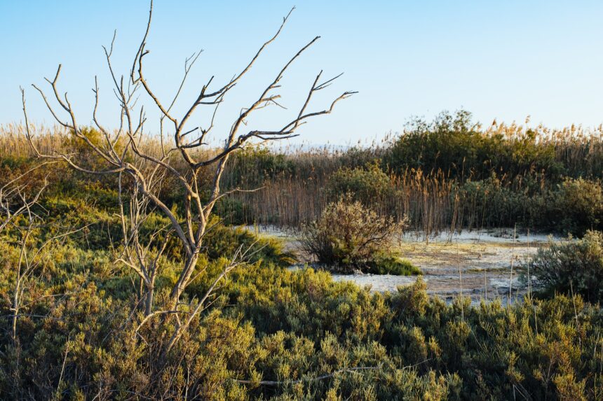 Akrotiri Wetlands Face Decline Amidst Development Pressures
