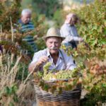 Commandaria Wine Receives UNESCO Intangible Heritage Recognition
