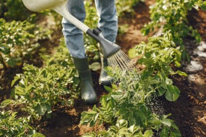 EU Agricultural Productivity Increases by 9.2% in 2025