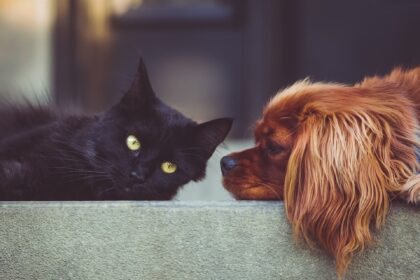 The Mystery of Cat Covid: How a Deadly Virus Emerged