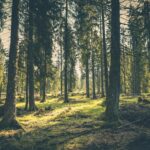 Cyprus Struggles with Lowest Forest Growth Rate in the EU