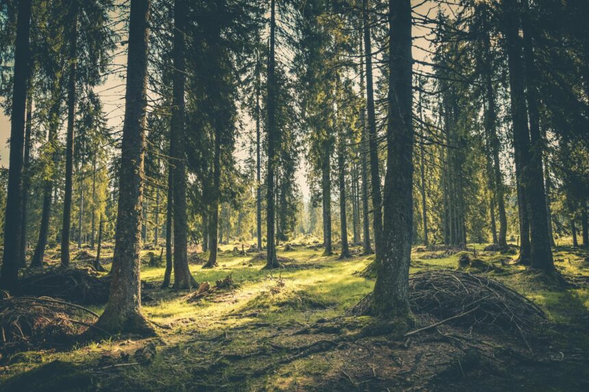 Cyprus Struggles with Lowest Forest Growth Rate in the EU