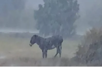 Outrage Grows Over Donkey Left Exposed in Paphos Rain