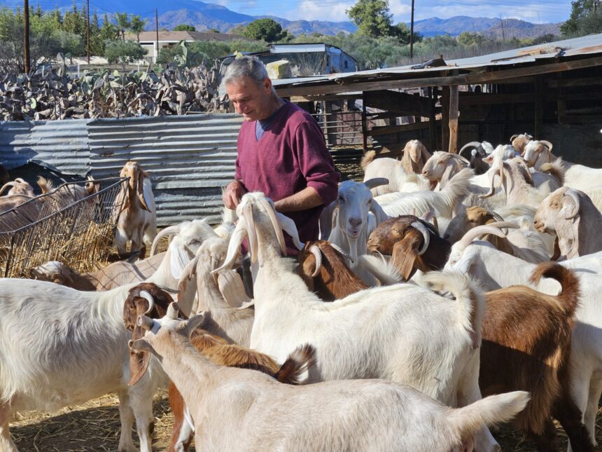 The Decline of Shepherds in Cyprus: A Fading Tradition