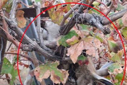 Forestry Workers Linked to Hare Poaching in Paphos