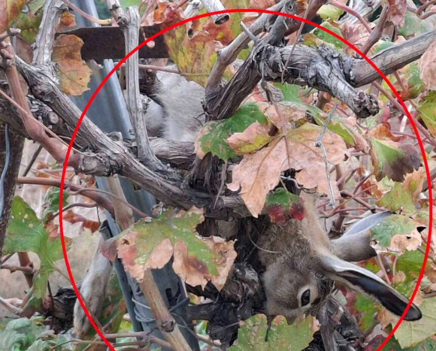 Forestry Workers Linked to Hare Poaching in Paphos