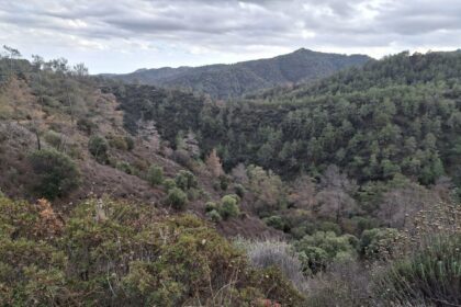 Alarming Signs of Climate Impact on Cyprus' Mushroom Foraging