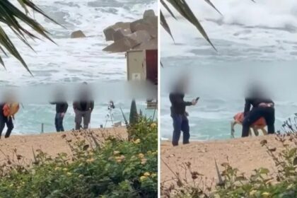 Environmentalists Demand Criminal Probe into Chlorakas Turtle Abuse