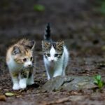 Kittens Go Missing After Reported Trapping Near Supermarket
