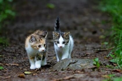 Kittens Go Missing After Reported Trapping Near Supermarket