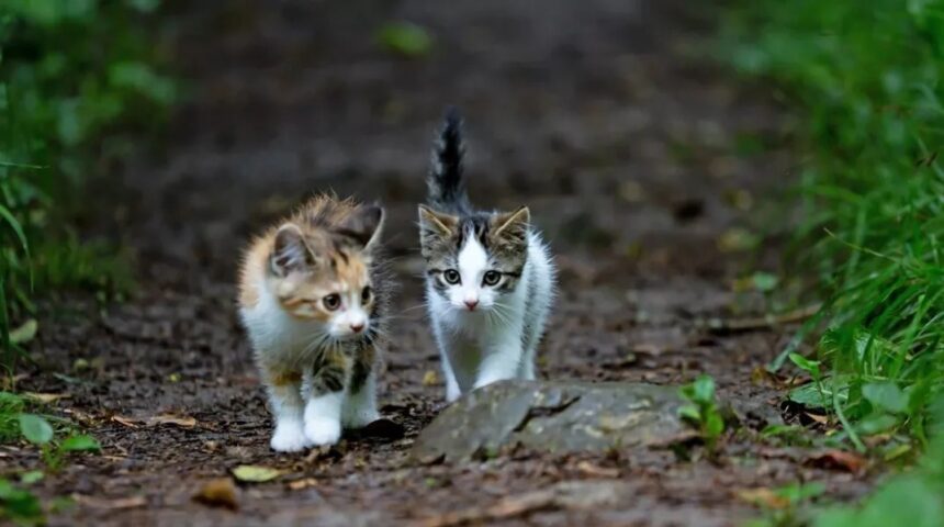 Kittens Go Missing After Reported Trapping Near Supermarket
