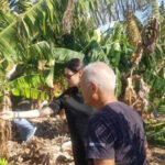 Paphos Banana Farmers Seek Protection Amid EU-Mercosur Trade Deal