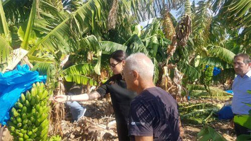 Paphos Banana Farmers Seek Protection Amid EU-Mercosur Trade Deal