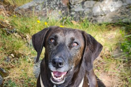 Oli: The Most Travelled Dog from Cyprus