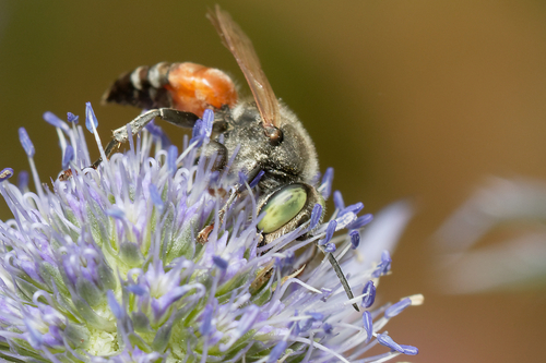 Cypriot Honeybee Faces Challenges from Imports and Drought