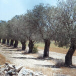 Cyprus Olive Oil Faces Challenges from Weak EU Regulations